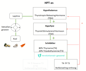 Productie schildklierhormonen T3 en T4