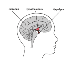 hypothalamus en hypofyse