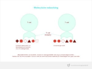 Moleculaire nabootsing (kruisreactie)