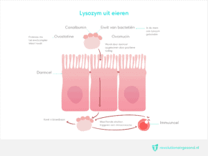 Lysozym uit eieren schadelijk bij auto-immuunziekten