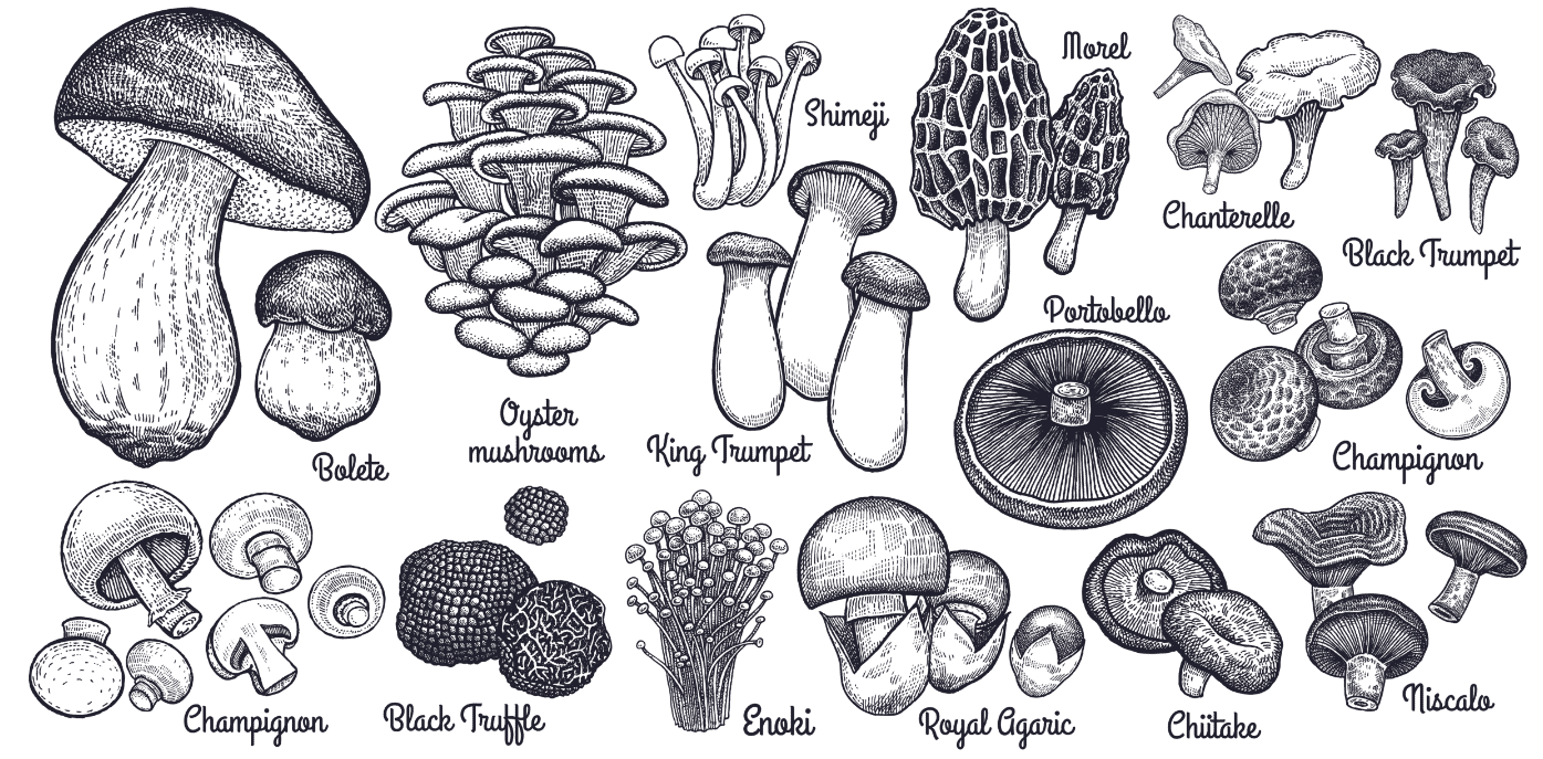 Medicinale paddenstoelen (Reishi, Shiitake, Cordyceps sinensis) bij auto-immuunziekten, zoals de ziekte van Hashimoto