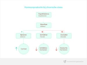 Hormoonproductie bij chronische stress, HPT-as, HPA-as, HPG-as